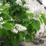 La maison d'hôte et la cour fleurie La maison d'hôtes et la cour fleurie