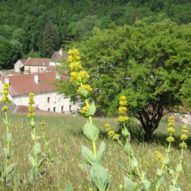 Gentiane et vue sur la maison d'hôtes